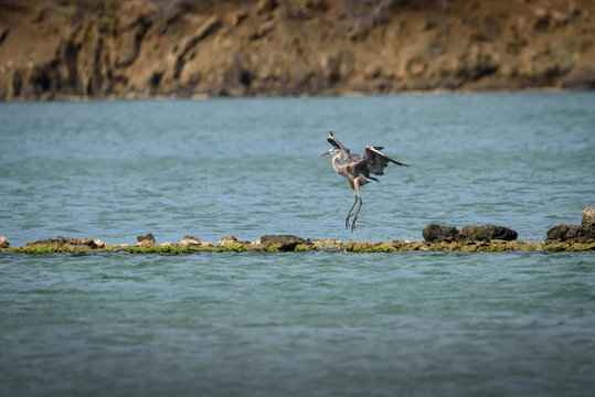 Great Blue Heron landing