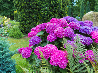 rosa, violette und blau blühende Hortensie im Garten