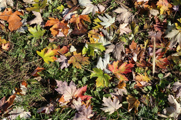 Autumn maple leaves lie on the forest
