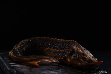 Russian sturgeon on a black background.