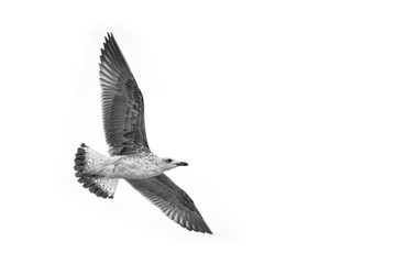 Seagull Flying