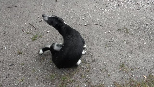 Chernobyl, Ukraine - 8th of August 2019: 4K Black-and-white mongrel dog scretches itself on the ground