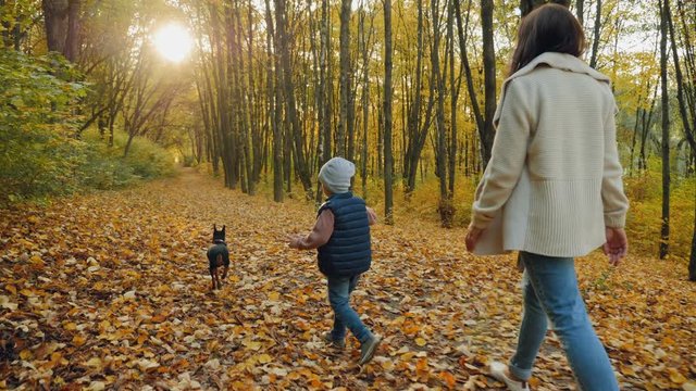 Rear view: A little boy with a dog on a leash runs in the autumn park or forest. Mom and son walk with a dwarf pinscher. Slow-motion 4k video