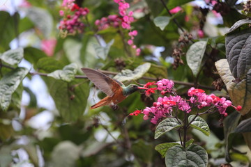 AVES VARIAS  © Miguel