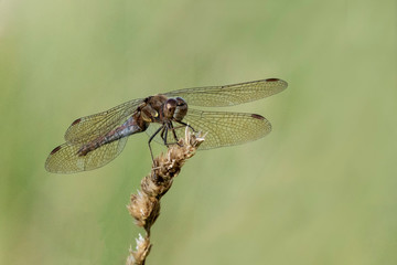 Common Darter orange dragonfly is one of the most abundant species in the UK and Europe