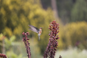 AVES VARIAS  © Miguel