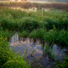 Water and green reeds in the swamp in the morning.