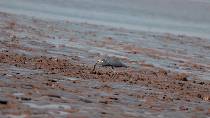 Crane bird on the beach