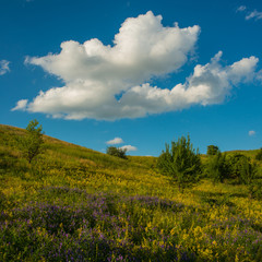 Blooming plants hillside in the meadow and clouds on a background of blue sky, countryside.
