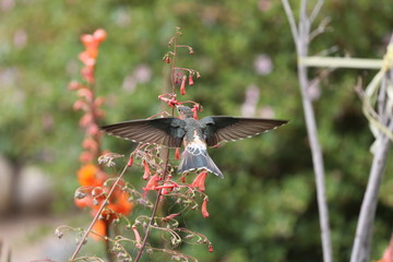 AVES VARIAS 