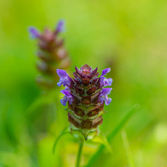 Blooming plant with purple flowers on a blurred green background. Summer season, August. Ukraine. Europe.