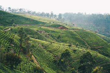 Fototapeta na wymiar Hill Tea Plantation in Cloudy Day in Nuwara Eliya, Sri Lanka