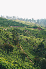 Hill Tea Plantation in Cloudy Day in Nuwara Eliya, Sri Lanka