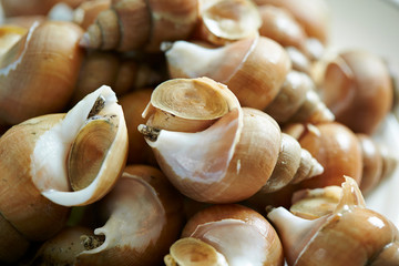 Seashells, piled up seashells for cooking 