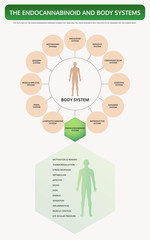 Endocannabinoid and Body Systems vertical textbook infographic illustration about cannabis as herbal alternative medicine and chemical therapy, healthcare and medical science vector.