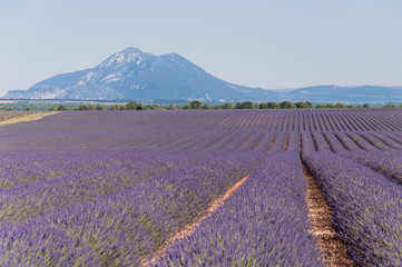 Fototapeta na wymiar Fields of lavender in France
