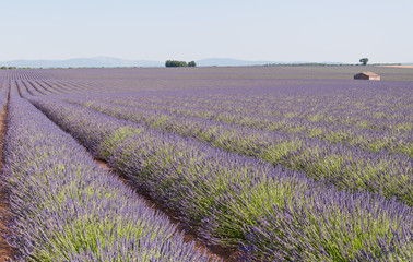 Fields of lavender in France