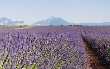 Fields of lavender in France