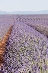 Naklejka na ściany i meble Fields of lavender in France