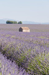 Fototapeta na wymiar Fields of lavender in France