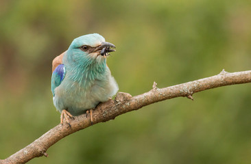 European Roller sitting on branch