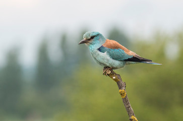 European Roller sitting on branch