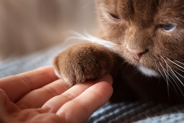 Pures Vertrauen - Katze gibt Pfötchen