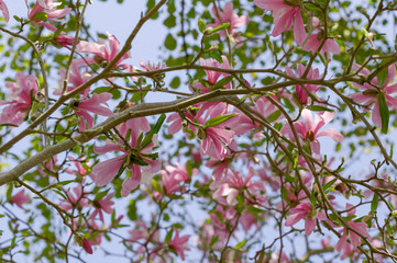 Pink magnolia tree
