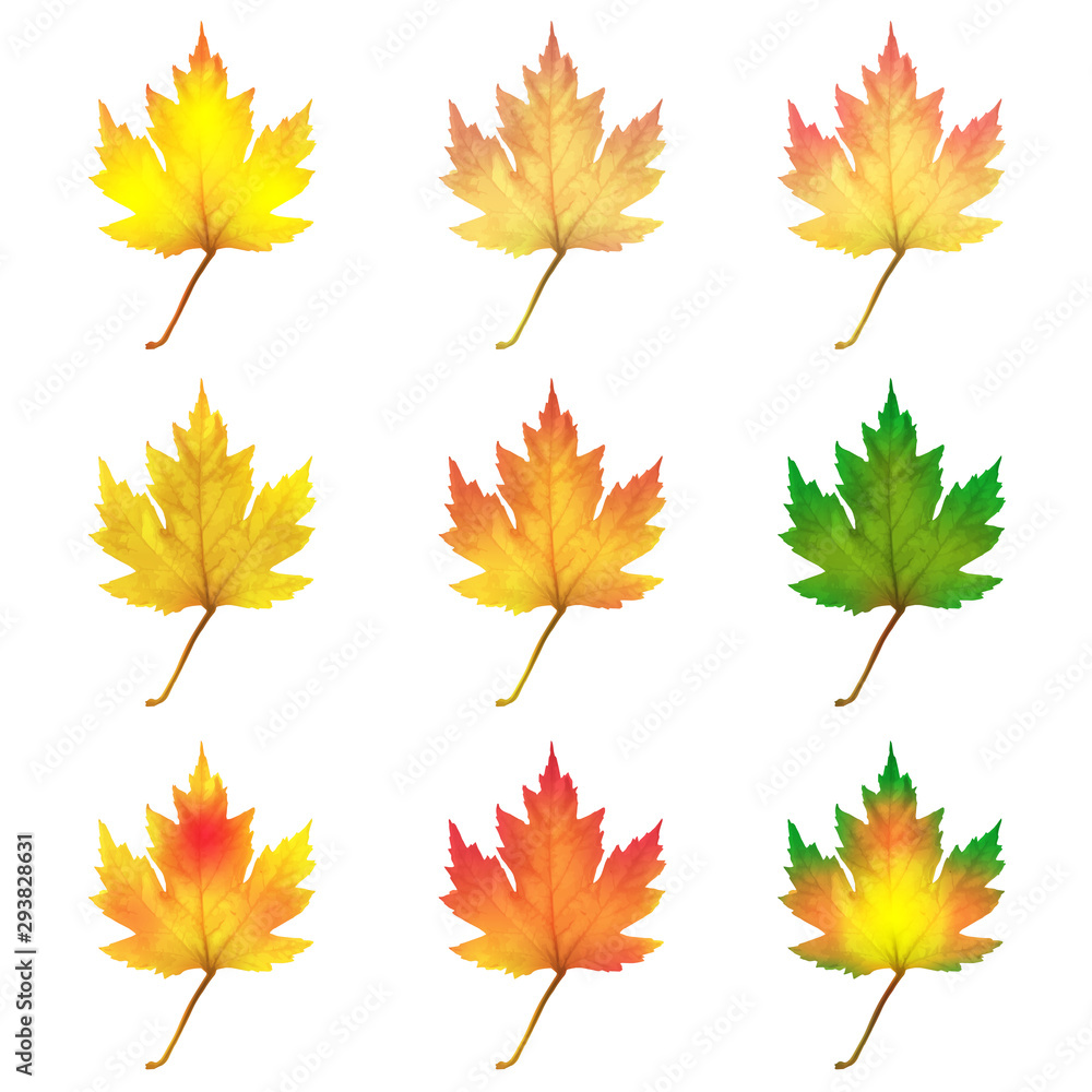 Wall mural realistic maple leaves isolated on white background