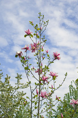 Magnolia tree