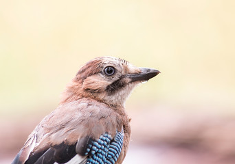 Beautiful portrait of Eurasian Jay in forest
