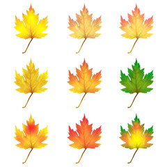 Fototapeta premium Realistic maple leaves isolated on white background