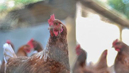chicken farm in Italy