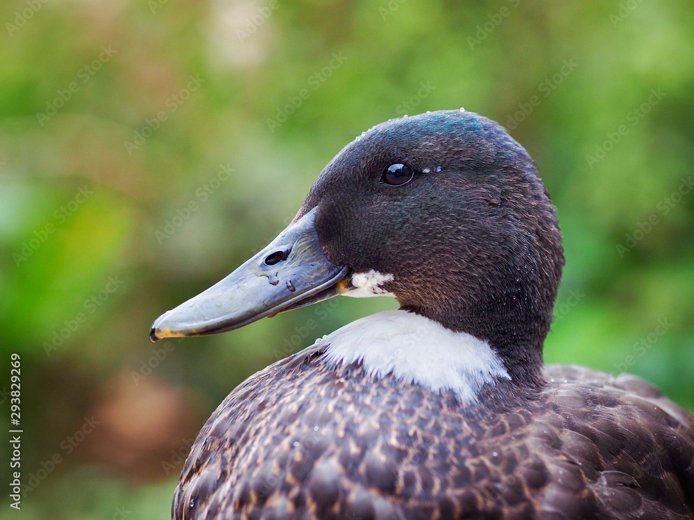 Poster portrait of a duck