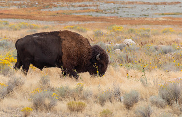 Bull Bison on Antelope Island Utah in Autumn