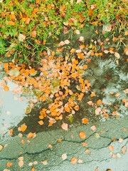 Leaves on the pavement