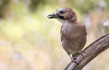 Beautiful portrait of Eurasian Jay in forest