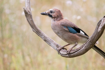 Beautiful portrait of Eurasian Jay in forest