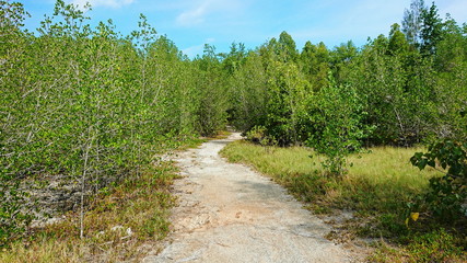 Fototapeta na wymiar sand way to Mangrove forest 