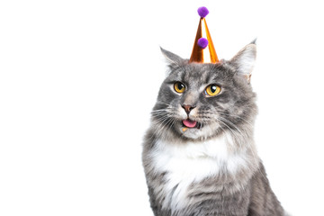 funny studio portrait of a one year old blue tabby maine coon cat wearing a funny birthday hat...