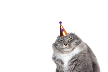  funny studio portrait of an annoyed young blue tabby maine coon cat displeased about wearing a birthday hat looking at camera in front of white background with copy space © FurryFritz