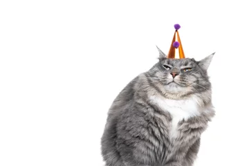 Fototapeten funny studio portrait of a young blue tabby maine coon cat displeased about wearing a birthday hat in front of white background with copy space © FurryFritz