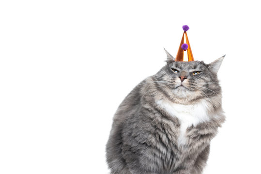 funny studio portrait of a young blue tabby maine coon cat displeased about wearing a birthday hat in front of white background with copy space