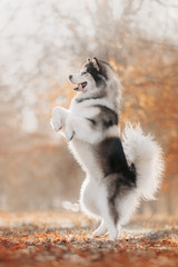 Malamute dog stands on its hind legs