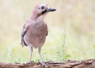 Beautiful portrait of Eurasian Jay in forest