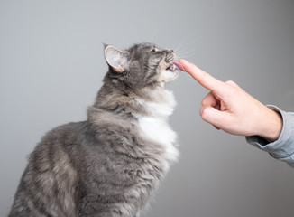 side view of a young blue tabby maine coon cat licking finger of human  hand on gray studio...