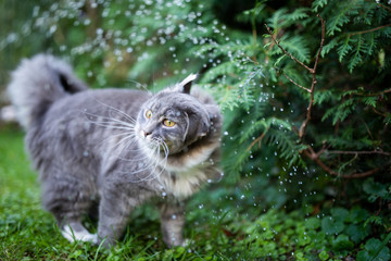 funny picture of young blue tabby maine coon cat shaking it's head in the fountain of a lawn sprinkler outdoors in the garden