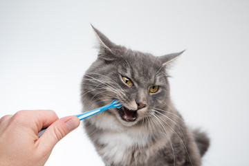 studio shot of human hand brushing teeth of young blue tabby maine coon cat in front of gray...