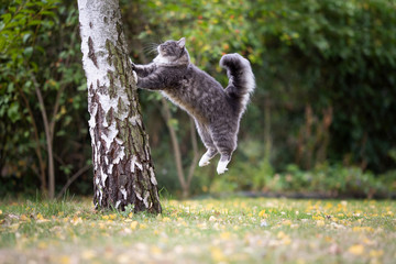 side view of a young blue tabby maine coon cat with fluffy tail jumping on birch tree climbing up...