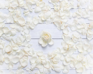 Fototapeta na wymiar Single white rose out standing from white rose petals scattered around on white wooden background. Love concept.